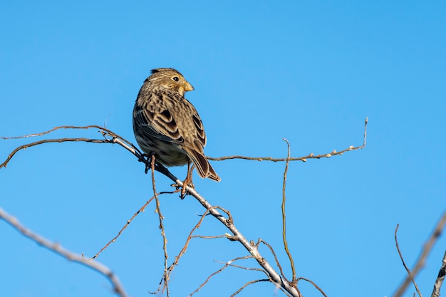 Wilder Vogel in den Sümpfen des Ampurdan.