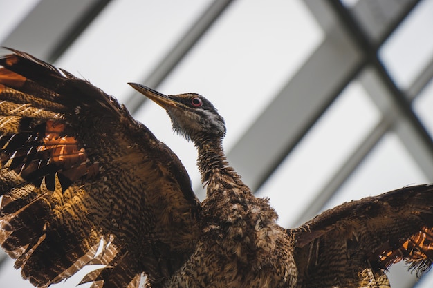 Wilder Vogel mit seinen Flügeln weit offen