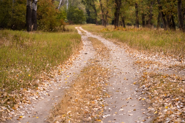 Wilder Wald des Herbstes, ausgetretener Weg, gefallene gelbe Blätter und gelb gefärbtes Gras