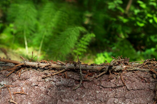 wilder wald heller saisonaler hintergrund mit kiefern und grünen pflanzen