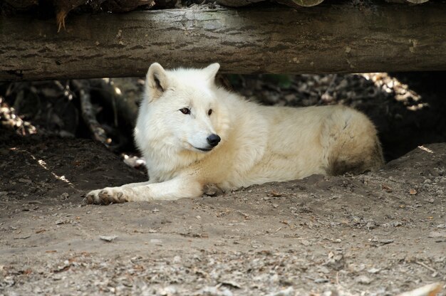 Wilder weißer Wolf im Wald