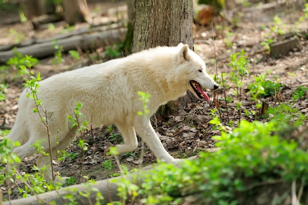 Wilder weißer Wolf im Wald