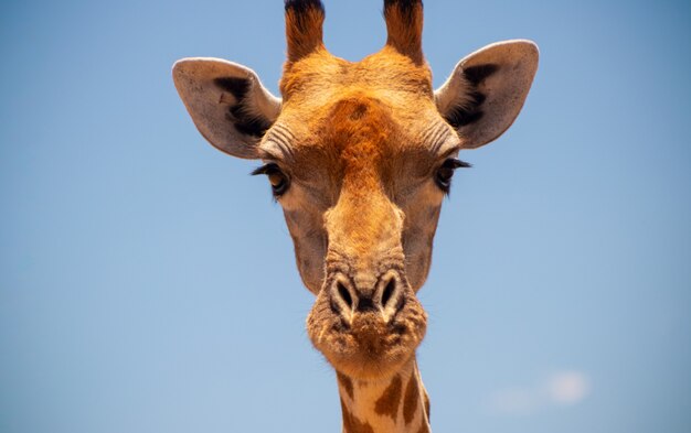 Wildes afrikanisches Leben. Eine große gemeinsame südafrikanische Giraffe am blauen Sommerhimmel. Namibia