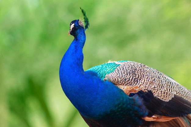 Wildes afrikanisches Leben. Nahaufnahme des niedlichen Pfaus (großer und heller Vogel) auf einem unscharfen Hintergrund