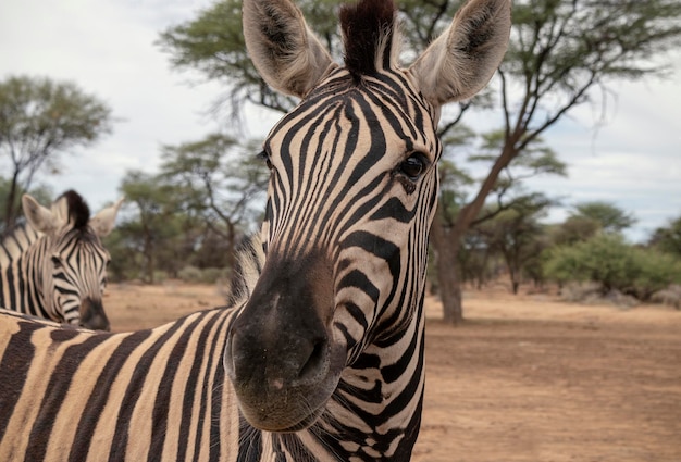 Foto wildes afrikanisches leben namibisches gebirgszebra steht mitten in der savanne