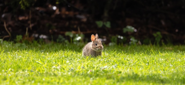Wildes Baby-Kaninchen, das auf grünem Gras sitzt und isst
