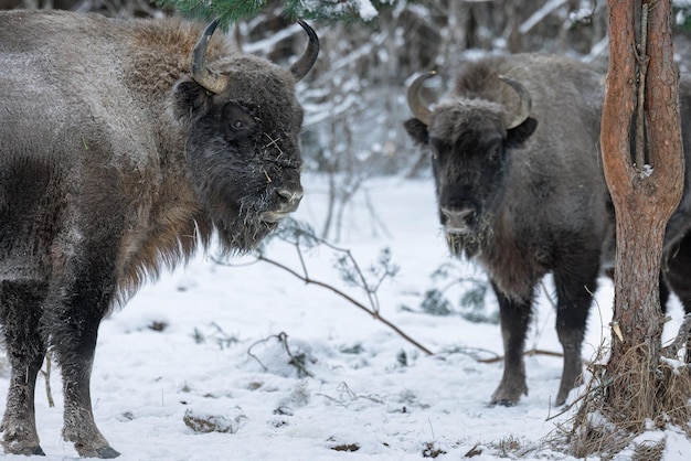 Foto wildes bison in einem waldreservat in der nähe im winter