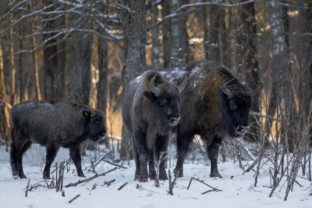 Foto wildes bison in einem waldreservat in nahaufnahme mit einem jungen jungen