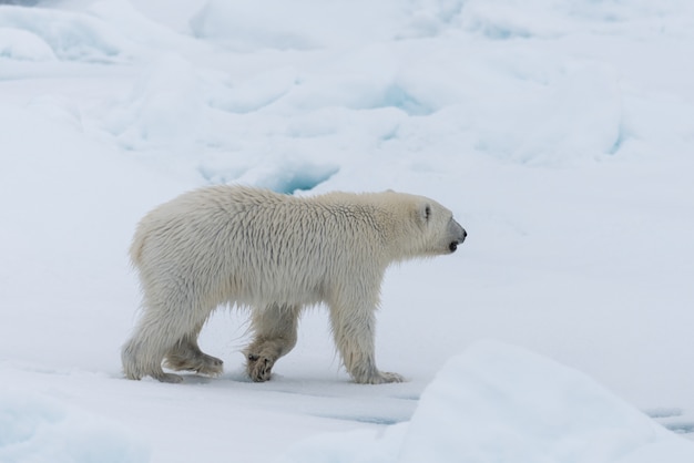 Wildes Eisbärenjunges auf dem Packeis nördlich von Svalbard Arctic Norway