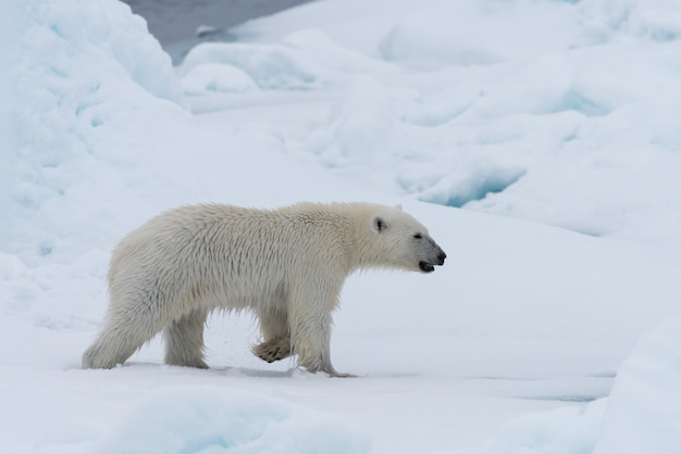 Wildes Eisbärenjunges auf dem Packeis