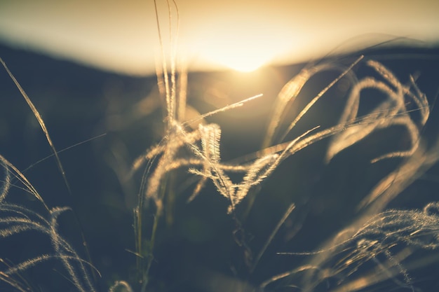 Wildes Federgras im Wald bei Sonnenuntergang. Makrobild, geringe Schärfentiefe. Abstrakter Sommernaturhintergrund. Vintage-Filter