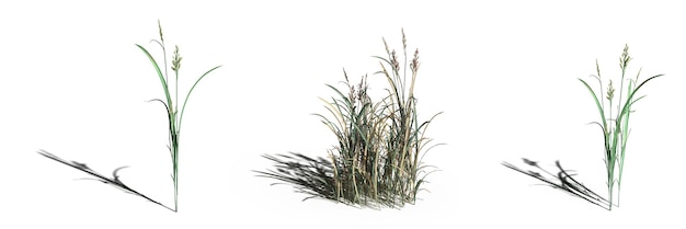 Wildes Feldgras, isoliert auf weißem Hintergrund, 3D-Darstellung, cg-Rendering