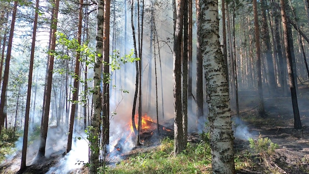 Foto wildes feuer im frühjahr nahaufnahme entwaldung und konzept der globalen erwärmung waldbrandkatastrophe trockene büsche brennendes feuer gründe ökologie erde klimawandel luftverschmutzung