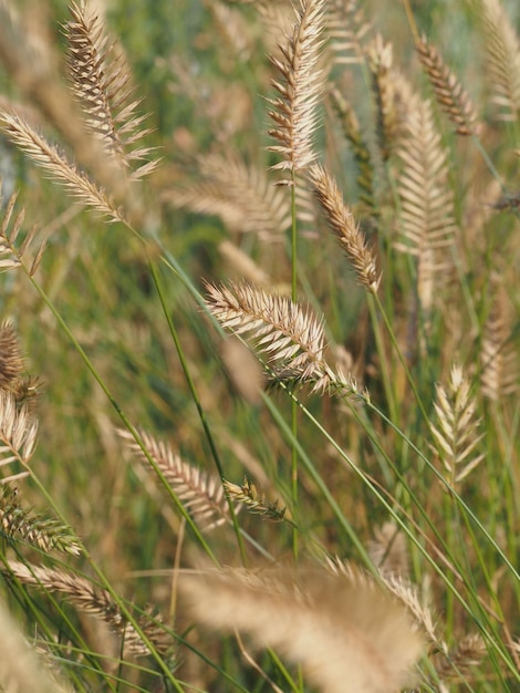 wildes Getreide auf einer Sommerwiese