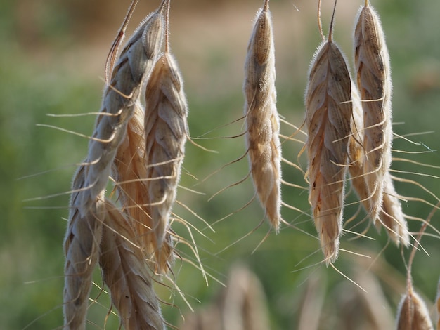 wildes Getreide auf einer Sommerwiese