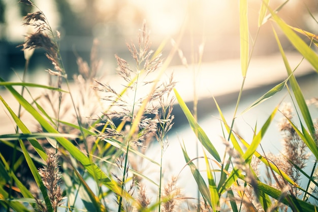 Wildes Gras am Flussufer bei Sonnenuntergang. Makrobild mit geringer Schärfentiefe.