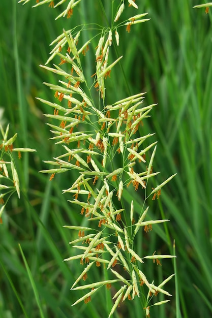 Wildes Gras, das auf dem natürlichen grünen Hintergrund des Feldes wächst