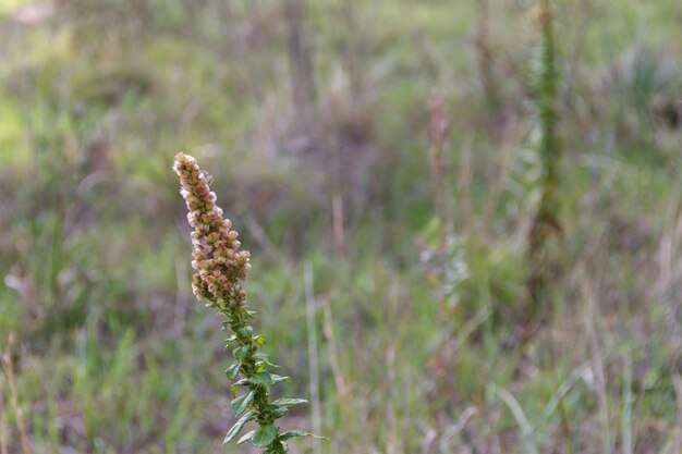 wildes Gras im Sommer