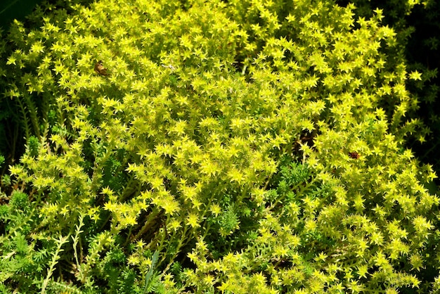 Wildes Gras Sedum Morgen im Garten. Schöner grüner Frühlingshintergrund. Natur. Makro