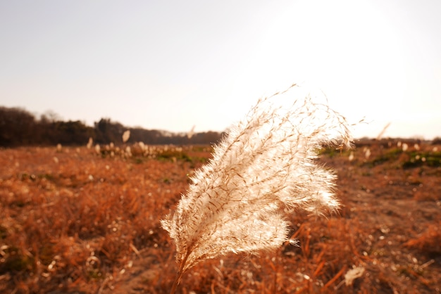 Foto wildes gras