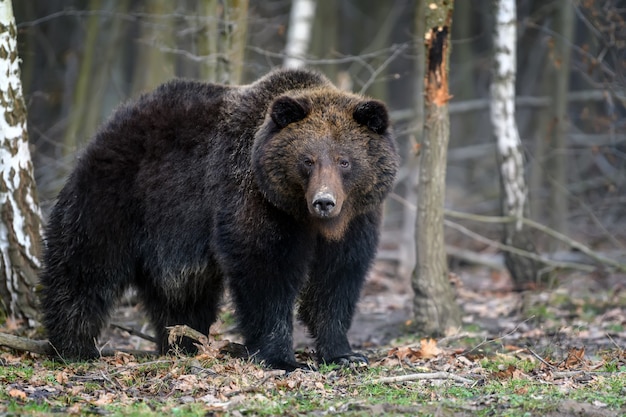 Foto wildes großes braunbärenporträt im wald. gefahr tier im naturlebensraum.