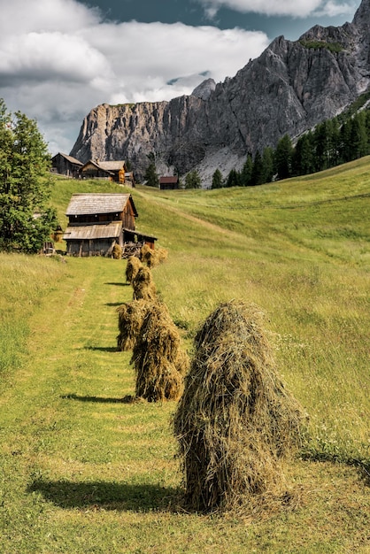 Wildes Heu triste auf der alpinen Weide in den Dolomiten Italiens