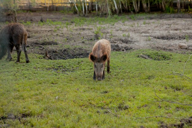 Wildes kleines Schwein, das zufrieden auf Gras weiden lässt.