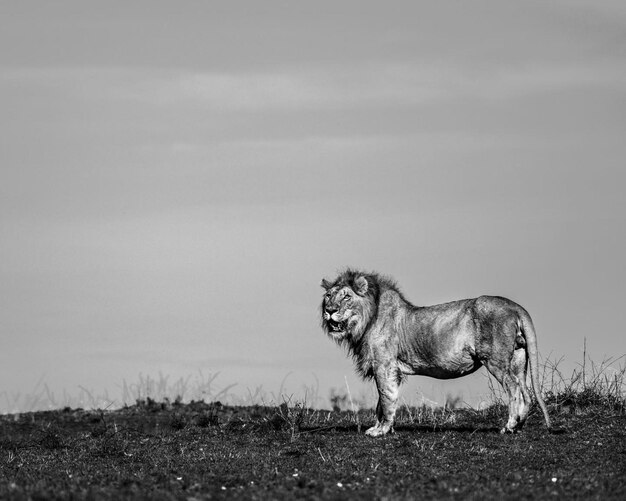 wildes Löwentier im Naturdschungel