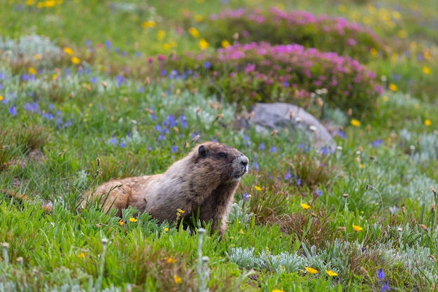 Wildes Murmeltier in seiner natürlichen Umgebung der Berge in der Sommersaison.