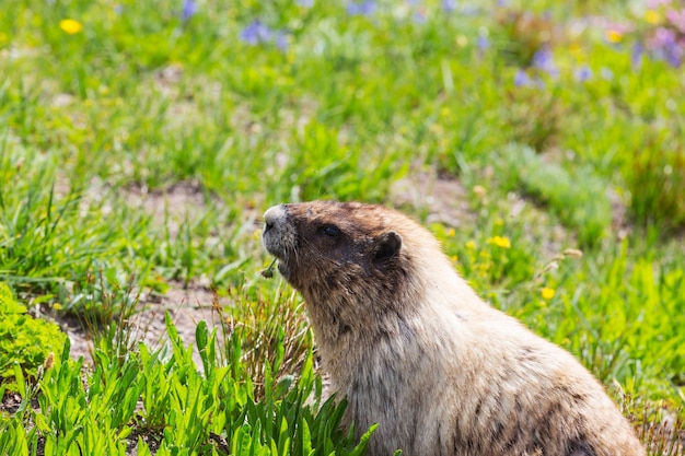 Wildes Murmeltier in seiner natürlichen Umgebung der Berge in der Sommersaison.