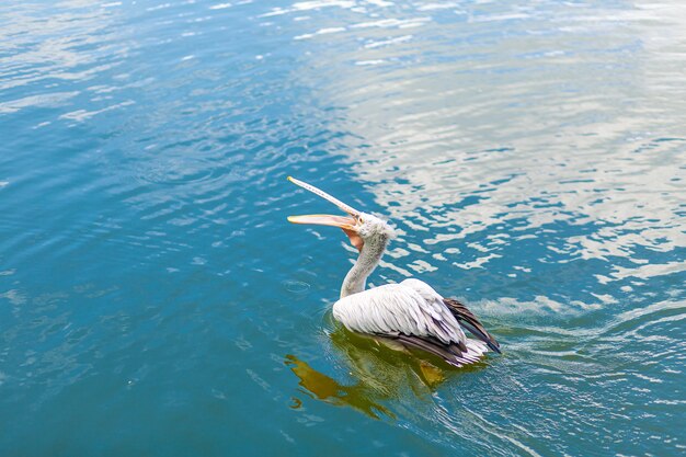 Wildes Pelikanangeln im Stadtsee.