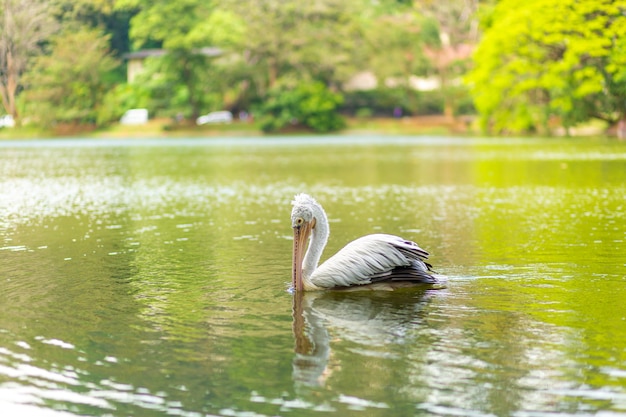 Wildes Pelikanangeln im Stadtsee.