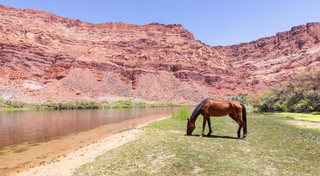 Wildes Pferd am Colorado River in Glen Canyon Arizona Vereinigte Staaten von Amerika