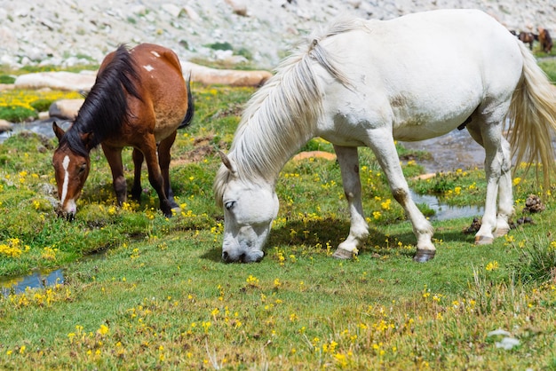 Wildes Pferd auf einer grünen Wiese und im Berghintergrund