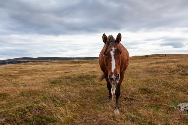 Wildes Pferd auf einer Wiese