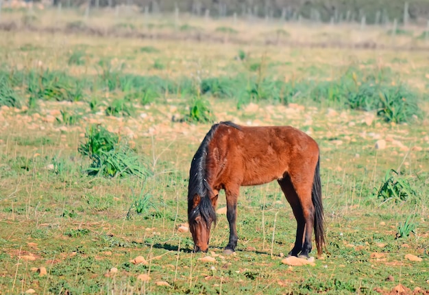 Wildes Pferd, das auf einem grünen Feld frisstxA