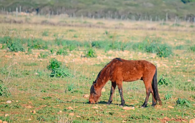 Wildes Pferd, das auf einem grünen Gebiet isst