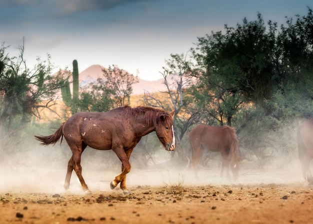 Wildes Pferd läuft in der Wüste von Arizona