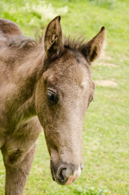 Wildes Pferd