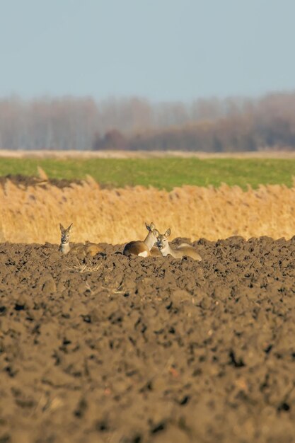 Wildes Reh in einem Feld, Capreolus Capreolus