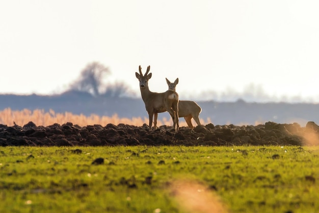 Wildes Rehwild auf einem Feld, Frühling