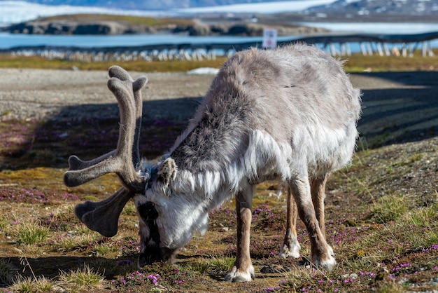 Wildes Rentier in der Stadt Ny-Alesund im Sommer