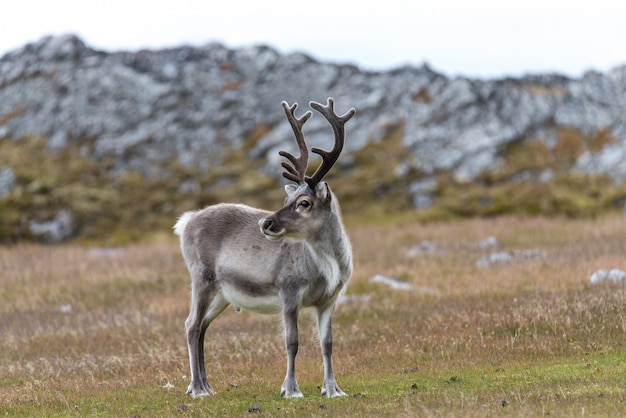 Wildes Rentier in der Tundra zur Sommerzeit