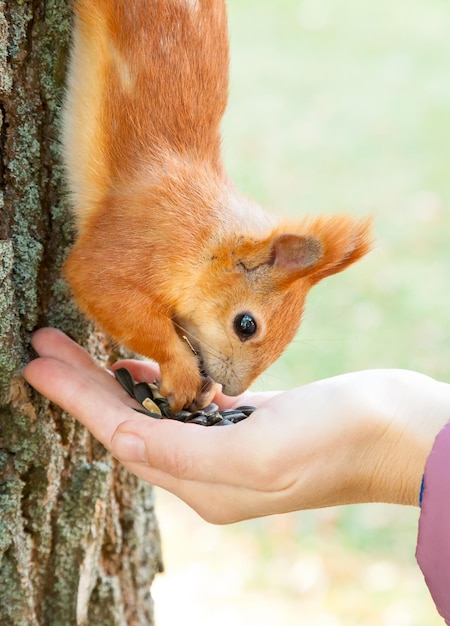 Wildes rotes europäisches Eichhörnchen, das von der Hand isst
