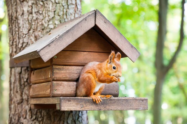 Wildes rotes europäisches Eichhörnchen isst in seinem Haus