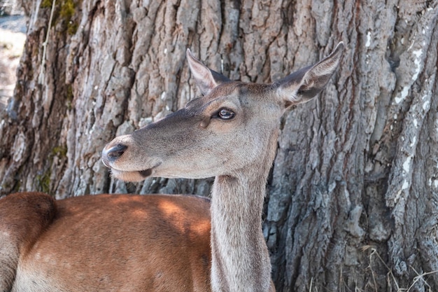 Wildes Rotwild Cervus elaphus am Waldberg Parnitha Griechenland Unscharfer Hintergrund