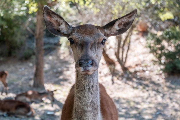 Wildes Rotwild Cervus elaphus am Waldberg Parnitha Griechenland Unscharfer Hintergrund