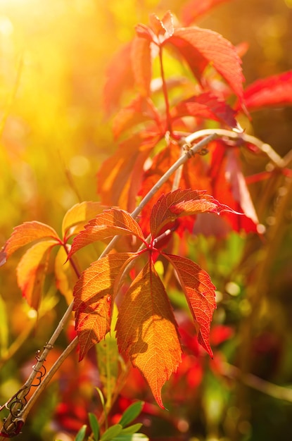 Wildes Traubenrot verlässt natürlichen saisonalen Herbstweinlesehintergrund