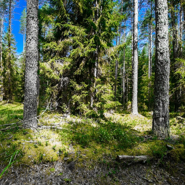 Wildes Waldpanorama