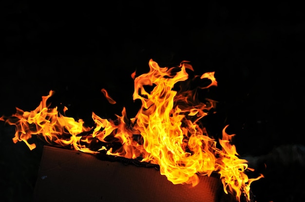 Wildfeuerflammen brennen heiß mit schwarzem Hintergrund